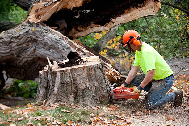 How Our Tree Care Process Works  in  Berrien Springs, MI